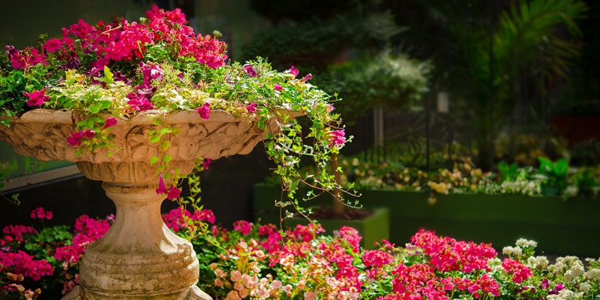 Scenic Victoria harbour walk with flowers blooming, a relaxing thing to see in BC in March.