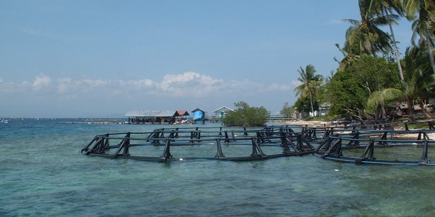 Tour a pearl farm to learn about the cultivation of Tahitian black pearls and handcrafted jewellery.