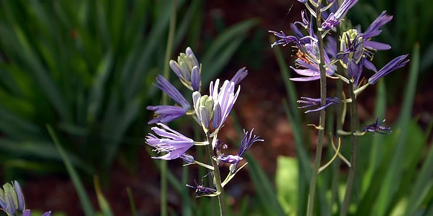 Visit Baker Arboretum & Downing Museum, interesting things to do in Bowling Green ky