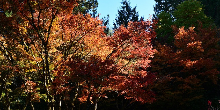 A view of Bellevue Botanical Garden, one of the best things to do in Bellevue, WA