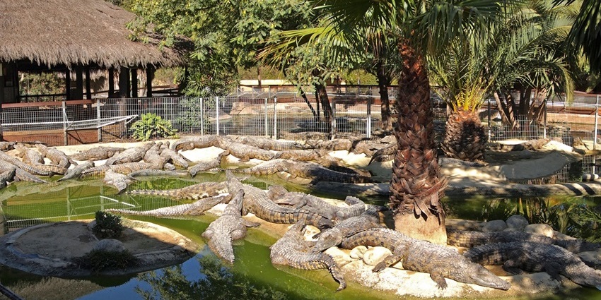 Things to do in Torremolinos include visiting the crocodile park, featuring a Nile croc.