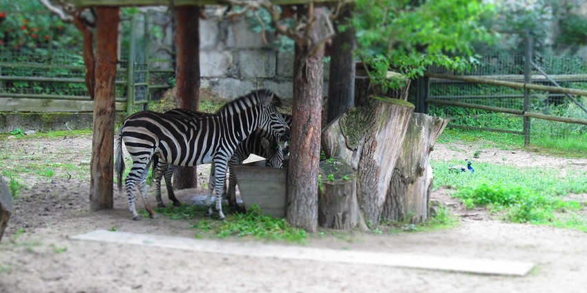 Things to do in Riga include visiting animals from around the world and enjoying nature walks in Riga’s expansive Mežapark area.