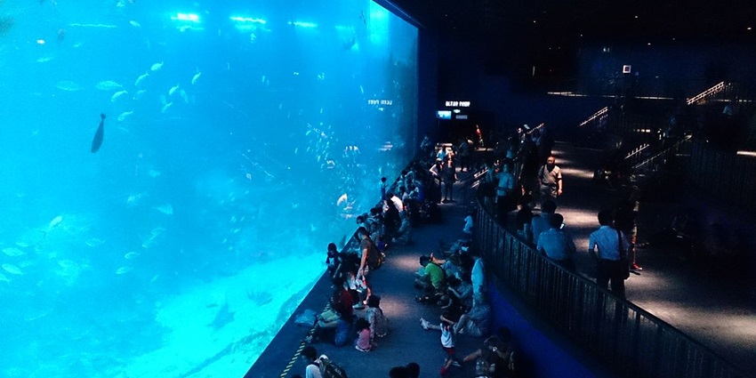Image of phytoplankton culture at S.E.A. Aquarium, a great family-friendly activity in Singapore.