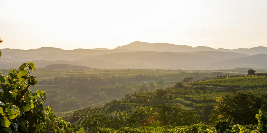 Savalan Winery offers wine tasting, perfect among the things adults can do in Gabala.