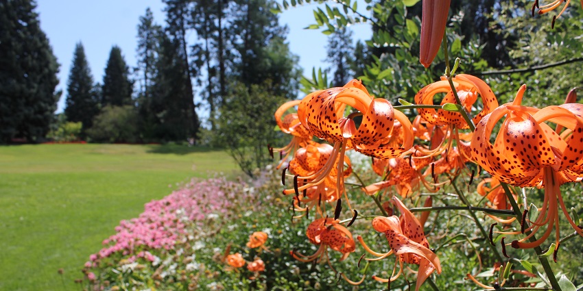 Explore the vibrant and beautiful blooms & scenic trails at Summerland Ornamental Gardens