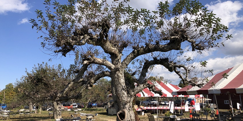 An old apple tree stands at Terhune Orchards, a popular spot for seasonal fruit picking.