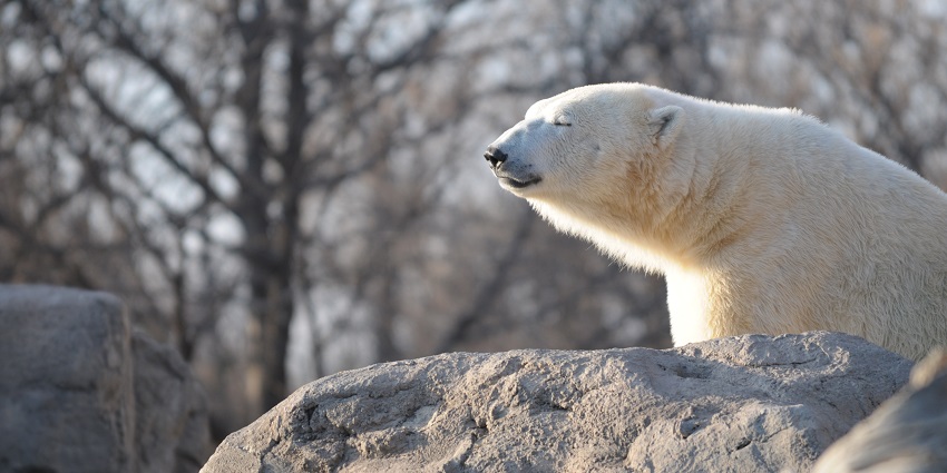 An image of wildlife at ABQ BioPark Zoo - visiting this is one of the perfect things to do in Albuquerque.