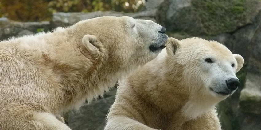 Polar Bears at the Aalborg Zoo; visiting it is one of the most popular things to do in Aalborg.
