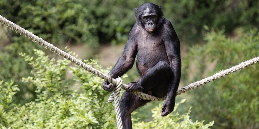 An image showing a bonobo in Apenheul Primate Park, a famous thing to do in Apeldoorn.