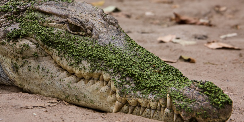 An image of a crocodile in the Kachikally Crocodile Pool, one of the best things to see in Bakau.
