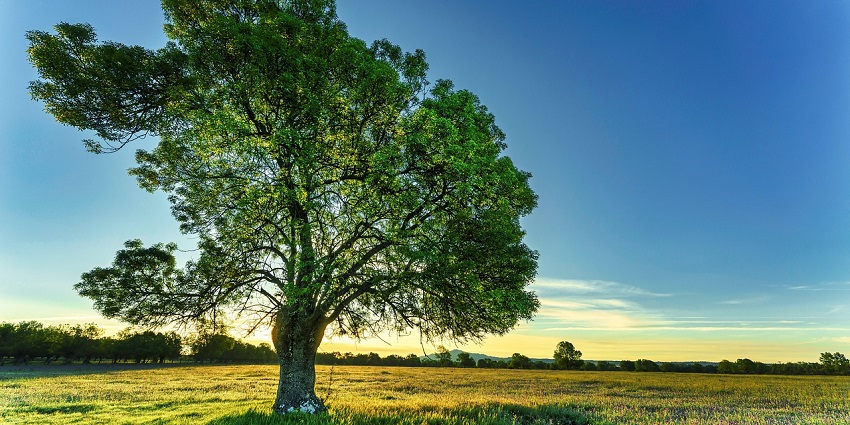 An image showing a tree resembling the Liberty Tree, a symbolic landmark in Bastogne.