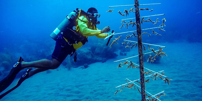 Support marine conservation efforts by restoring coral reefs for Tobago’s ecosystem.
