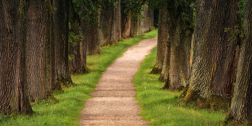 An image showing a trail resembling the Paul Henry Thornapple Trail in Michigan.