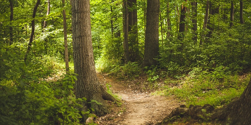 An image showing the Beaverton Creek Trail, a popular thing to see in Beaverton.