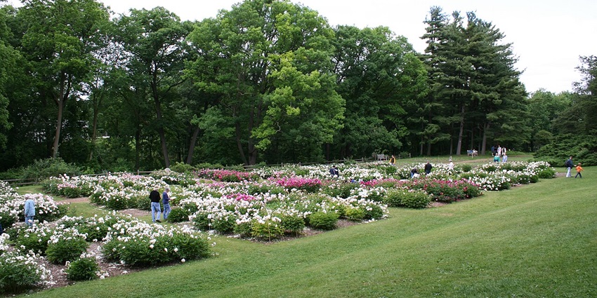 Serene trails of beautiful flowers at Nichols Arboretum, one of the best things to do in the Ann Arbor.