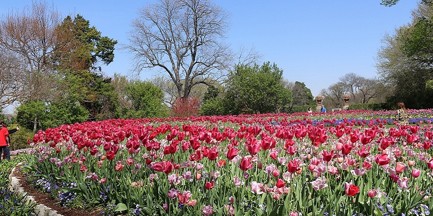 Flower beds at Dallas Arboretum—one of the top things to do in Dallas.