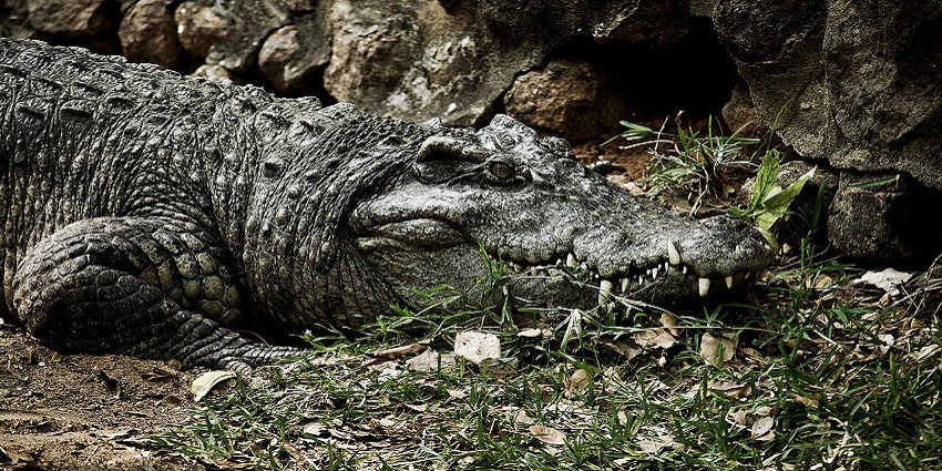 An image of a Siamese Crocodile resting at a zoo in Cambodia.