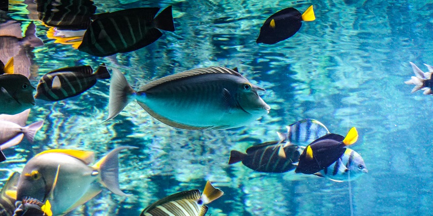 An interactive Aqua Theatre show inside the aquarium