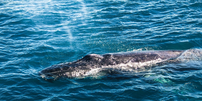 Join a whale-watching tour to see humpbacks, orcas, and other whales in their natural icy habitat.