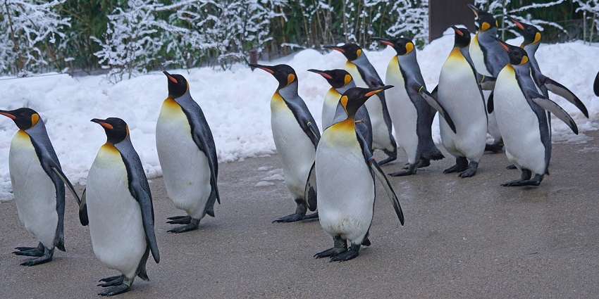 Watch penguins at Peninsula Valdes, one of the top things to do in Patagonia Argentina.