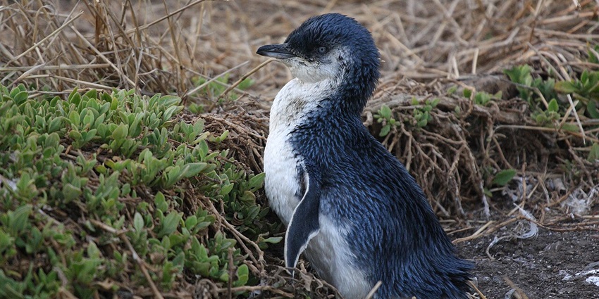 Image of Eudyptula minor, small penguins at Phillip Island in Australia in March.