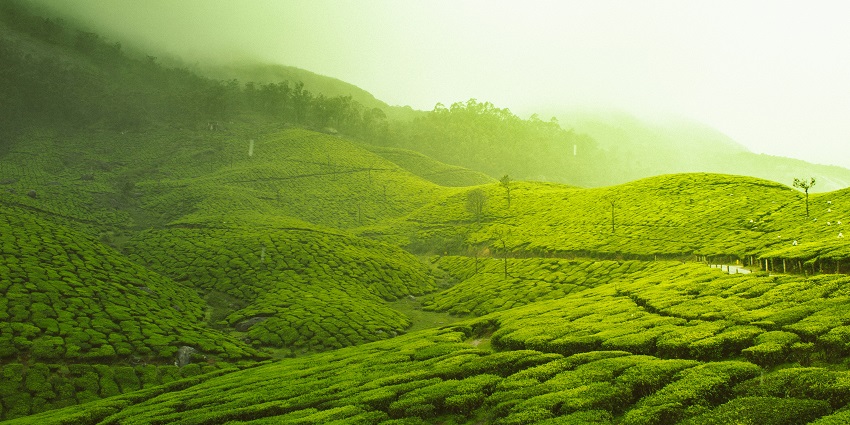 Sunrise casting golden light over rolling tea-covered hills in central Sri Lanka.