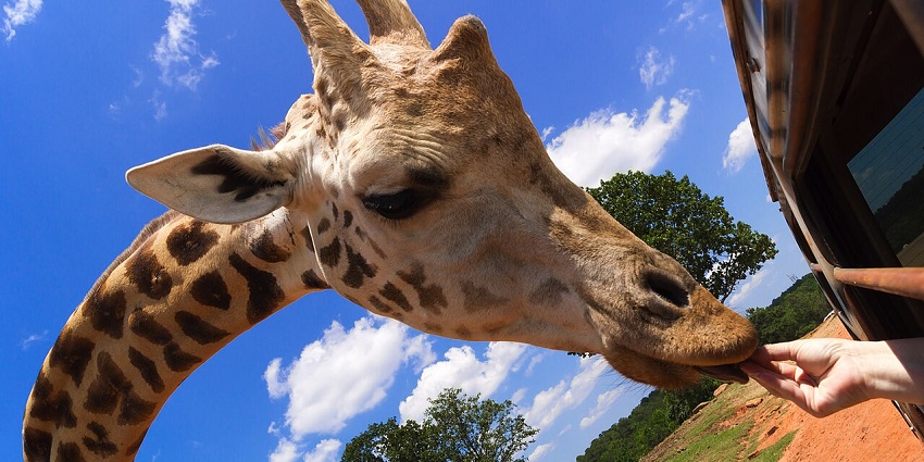 An image of a thrilling drive-thru safari with a giraffe feeding at Wild Animal Safari.