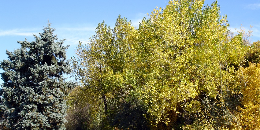 Things to do in Saskatoon reveal scenic trails along frozen river banks for winter strolls