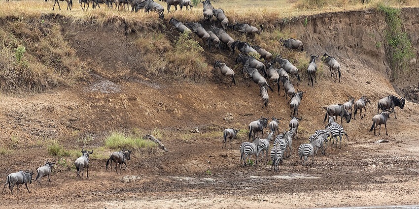 Watch the Great Migration, among the popular things to do in Masai Mara this year.