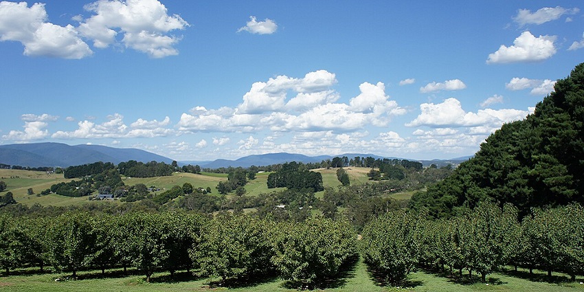 Lush green orchard with rolling hills, scattered trees, and blue sky filled with clouds.