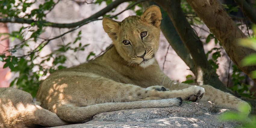An image of a lion cub resting at a zoo in Georgia, amidst lush greenery.
