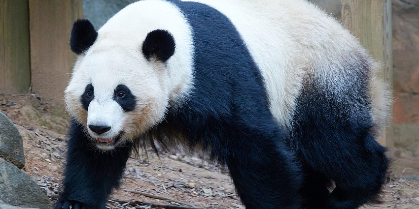 An image of the iconic Panda habitat at Zoo Atlanta, a must-visit zoo in Georgia.