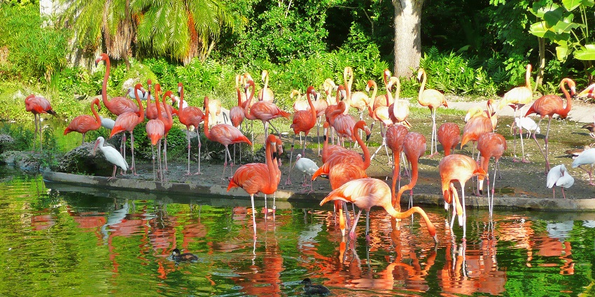 A group of vibrant flamingos huddled together in a tiled restroom at the Miami MetroZoo