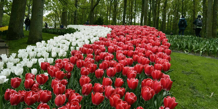 An image of a garden resembling Paleis Het Loo Gardens, visiting here is a top thing to do in Apeldoorn.