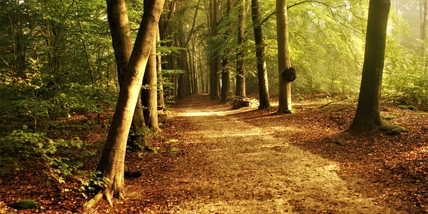 An image of a place resembling Apeldoornse Bos, a forest area ideal for walking and cycling.