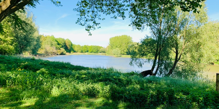 An image of the Veluwe National Park, offering natural beauty and wildlife