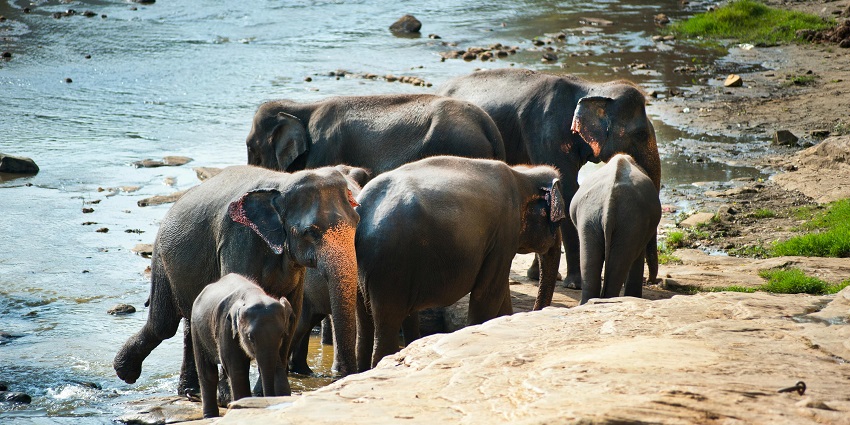Achabal Wildlife Sanctuary, a serene natural reserve in the Kashmir region.