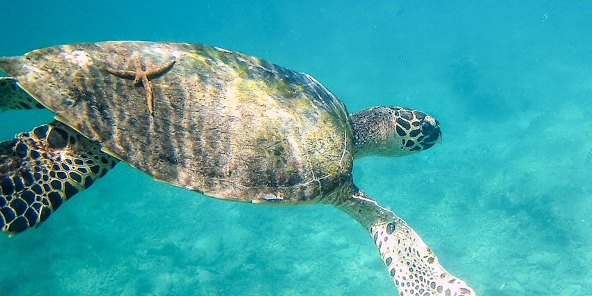 An image of a sea turtle captured inside the waters near Ko Huyong, a turtle nesting site