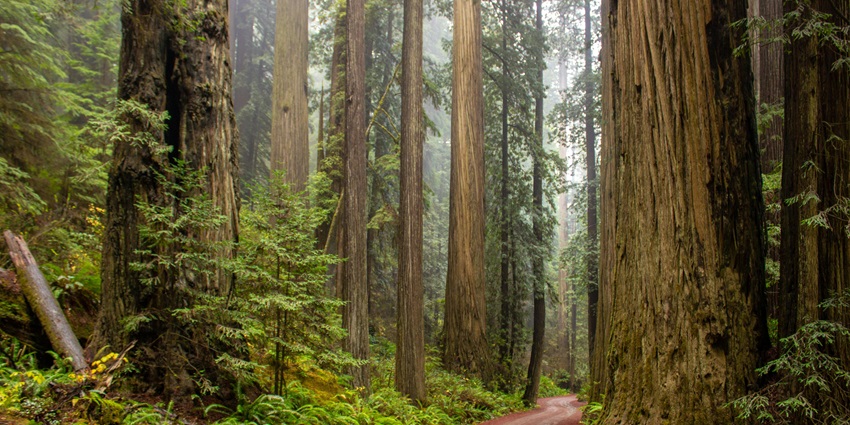 A serene view of the Grizzly Flat Trail, one of the famous things to do in the Angeles National Forest.