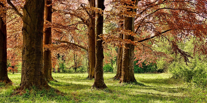 Nature trails and the grassy area outside the North Mountain Park Nature Center building.