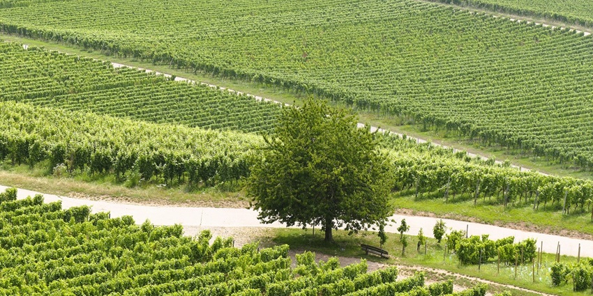 Weisinger Family Winery with a countryside view, one of the amazing things to do in Ashland.