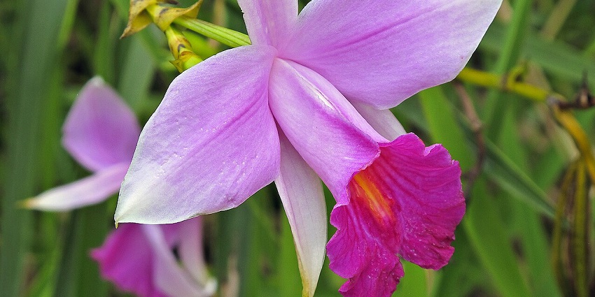 Rare and vibrant orchids bloom beautifully in manicured garden beds under misty skies.