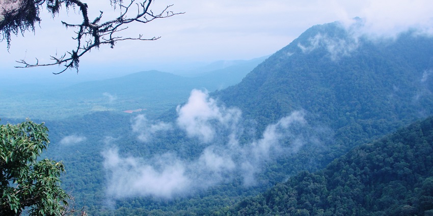 Dense rainforest with canopies and cloudy sky, one of the top places to visit in Karnataka in November.