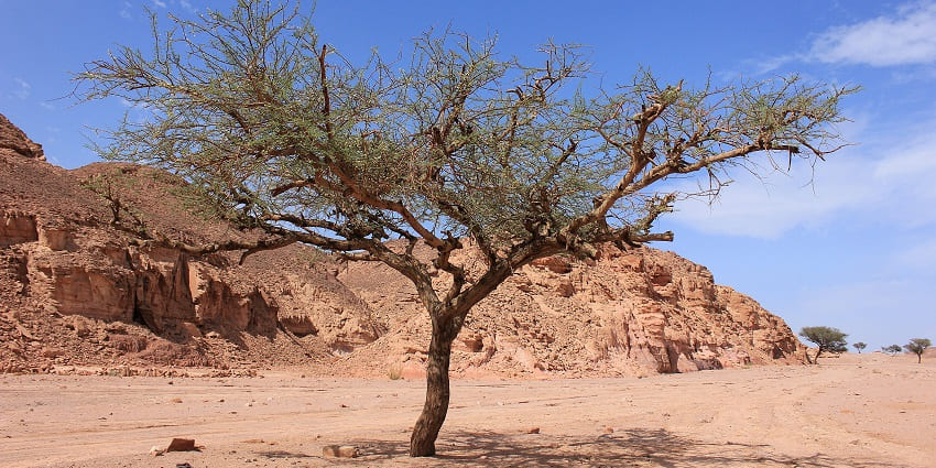 A tree with bare branches stands in the middle of a vast desert beneath a clear blue sky.