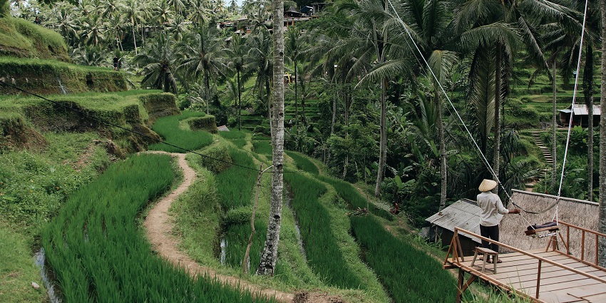 Explore coffee plantations, sample Luwak coffee, and experience Bali’s lush greenery.