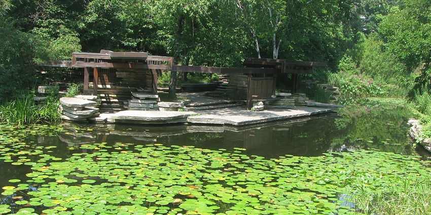 Alfred Caldwell lily pool with pond partially covered by lily pads and small surface.