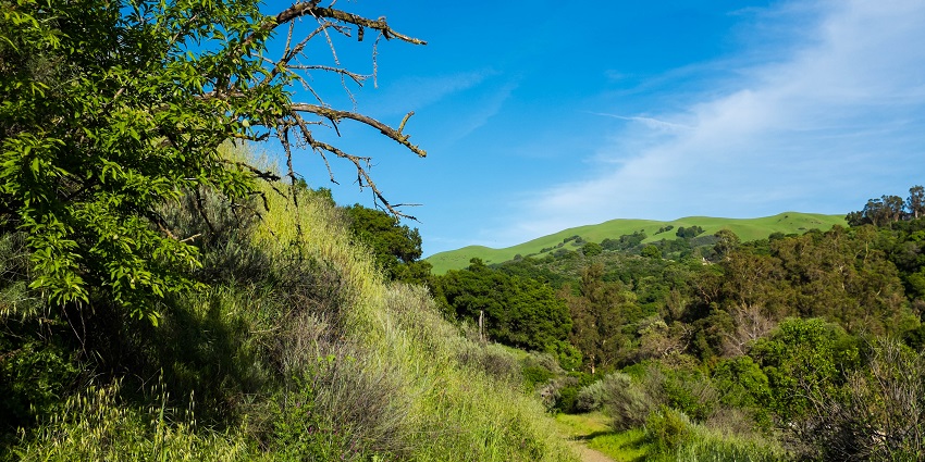 Alum Rock Park with a small sandy trail, grasses on both sides of the trail and greenery.