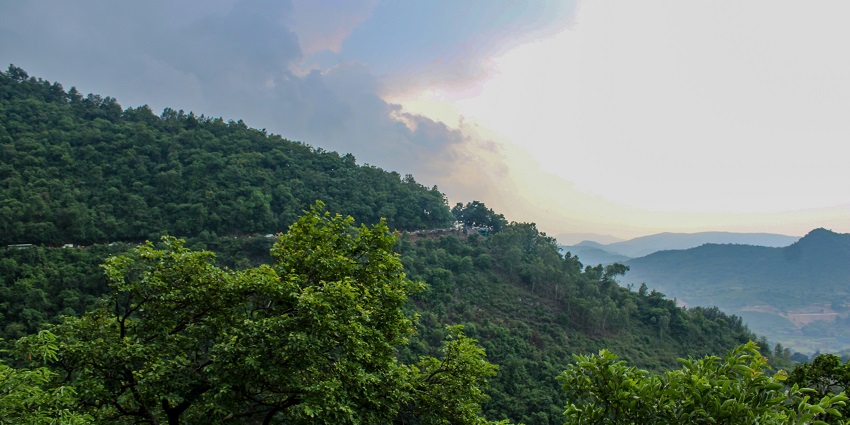 Sun setting behind hills with a leafless tree and blooming greenery in the foreground.