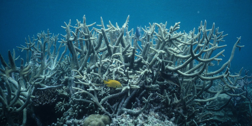 Escape to serene beaches and quiet lagoons surrounded by reef life at remote Mokil Atoll.