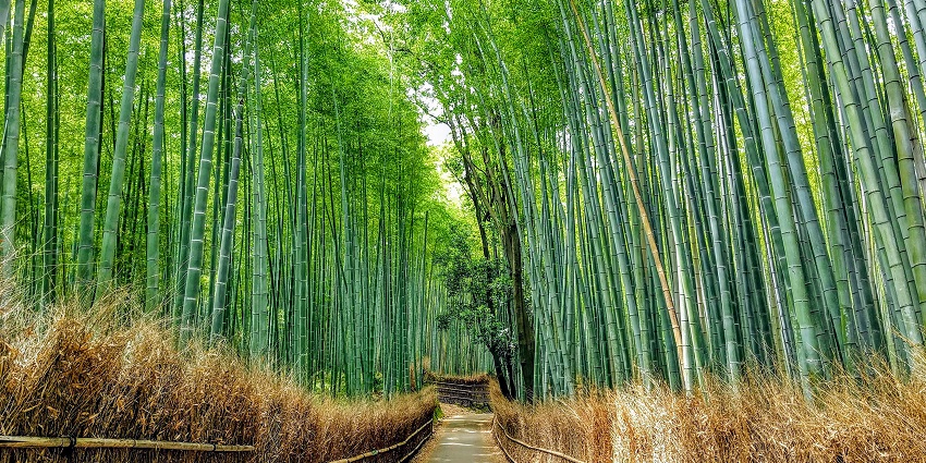 A mesmerising pathway surrounded by bamboo trees, presenting a perfect picture.